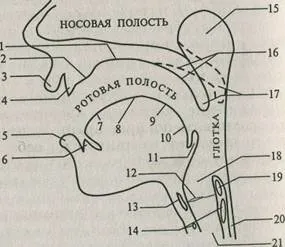 Звуковий членування мови - студопедія (день звістка пожежі) Звуковий членування мови - студопедія