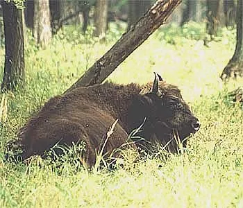 Зубри і бізони