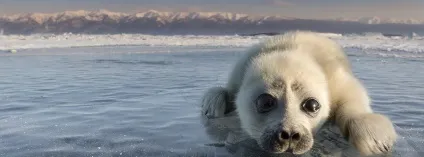 Тваринний світ озера байкал, animal worlds (animal) Тваринний світ озера байкал, animal worlds
