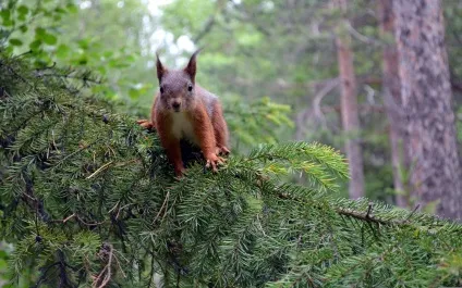 Тваринний світ озера байкал, animal worlds (worlds) Тваринний світ озера байкал, animal worlds