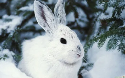 Тваринний світ озера байкал, animal worlds (озера) Тваринний світ озера байкал, animal worlds