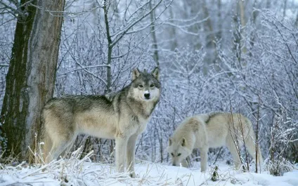 Тваринний світ озера байкал, animal worlds (worlds) Тваринний світ озера байкал, animal worlds