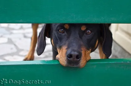 Зоопсихологія у вихованні собак