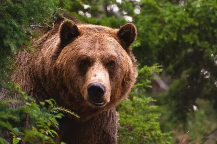 Тваринний світ озера байкал, animal worlds (байкал) Тваринний світ озера байкал, animal worlds