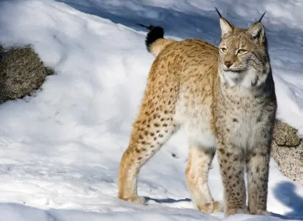 Тваринний світ озера байкал, animal worlds (байкал) Тваринний світ озера байкал, animal worlds