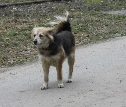 Тварини, яким потрібен будинок (залишилося жити потім) Тварини, яким потрібен будинок