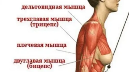 10 Вправ для рук в домашніх умовах найефективніший комплекс тренувань для зміцнення м'язів (вправ) 10 Вправ для рук в домашніх умовах найефективніший комплекс тренувань для зміцнення м'язів