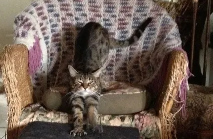 15 Ознак котячої любові до людини - деякі з них просто дратують!
