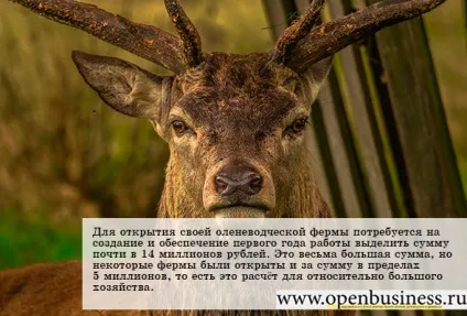 Свій бізнес оленярство (свою справу) Свій бізнес оленярство