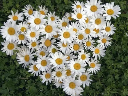 Свята Февронія 15 уроків жіночої мудрості (святая) Свята Февронія 15 уроків жіночої мудрості