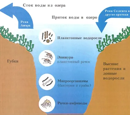 Властивості байкальської води