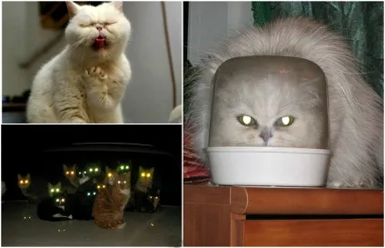 17 Вражаючих знімків про те, що коти - прибульці з іншої планети