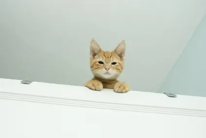 17 Вражаючих знімків про те, що коти - прибульці з іншої планети