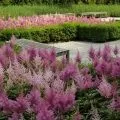 Аквілегія посадка і догляд, вирощування з насіння (насіння) Аквілегія посадка і догляд, вирощування з насіння