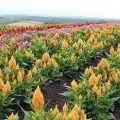 Аквілегія посадка і догляд, вирощування з насіння (догляд) Аквілегія посадка і догляд, вирощування з насіння