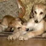 Афганський хорт опис характеру, хвороби, догляд і ціни