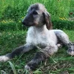 Афганський хорт опис характеру, хвороби, догляд і ціни