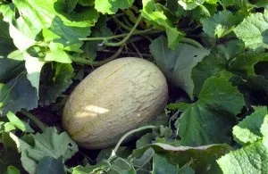 Агротехніка вирощування баштанних культур, сад, город (культур) Агротехніка вирощування баштанних культур, сад, город
