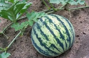 Агротехніка вирощування баштанних культур, сад, город (город) Агротехніка вирощування баштанних культур, сад, город