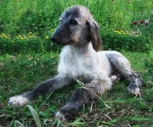 Афганський хорт опис характеру, хвороби, догляд і ціни