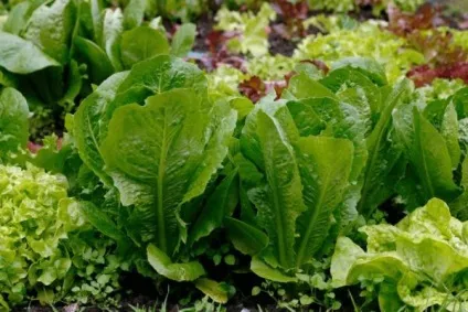 Агротехніка вирощування культур, дача, будинок