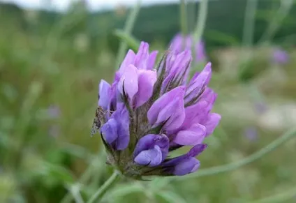 Аккураевий мед корисні властивості (фото) (сорти меду) Аккураевий мед корисні властивості (фото)
