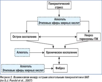 Алкогольний панкреатит гострої і хронічної форми симптоми, лікування, прогнози (симптоми) Алкогольний панкреатит гострої і хронічної форми симптоми, лікування, прогнози