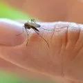 Ароматизація чаю, додаємо ефірні масла в чай! (АРОМА Ефірні масла) Ароматизація чаю, додаємо ефірні масла в чай!