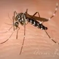 Ароматизація чаю, додаємо ефірні масла в чай! (Додаємо) Ароматизація чаю, додаємо ефірні масла в чай!