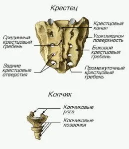 Анатомія і будова попереково-крижового відділу хребта, функції крижів і куприка (анатомія) Анатомія і будова попереково-крижового відділу хребта, функції крижів і куприка
