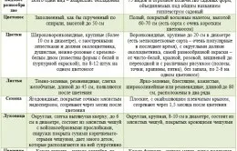 Амариліс та гіппеаструм відмінності (відмінності) Амариліс та гіппеаструм відмінності