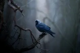 Амаксофобія (боязнь транспорту) - причини, лікування (амаксофобія) Амаксофобія (боязнь транспорту) - причини, лікування