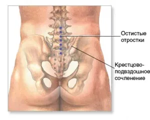 Анатомія і будова попереково-крижового відділу хребта, функції крижів і куприка (відділу) Анатомія і будова попереково-крижового відділу хребта, функції крижів і куприка