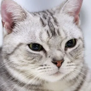 Американська короткошерста кішка опис і характер (догляд) Американська короткошерста кішка опис і характер
