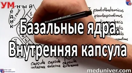 Анатомія базальні ядра півкуль