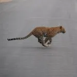 баобаб дерево