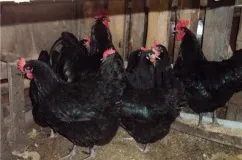 Австралорп порода курей опис, характеристика, все про догляді та утриманні (фото) (опис) Австралорп порода курей опис, характеристика, все про догляді та утриманні (фото)