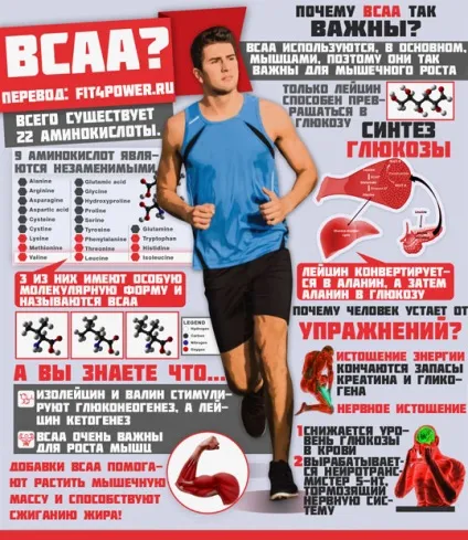 Bcaa наукові дослідження, ефективність, як приймати, інфографіка та факти (дослідження) Bcaa наукові дослідження, ефективність, як приймати, інфографіка та факти