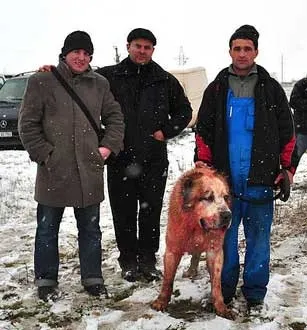 Бійцівські якості - що це