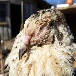 Хвороби перепілок огляд симптомів та їх лікування