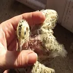Хвороби перепілок огляд симптомів та їх лікування