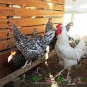 Хвороба ларинготрахеїт у курей прояв і лікування (лікування) Хвороба ларинготрахеїт у курей прояв і лікування
