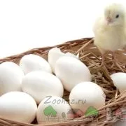 Хвороба ларинготрахеїт у курей прояв і лікування (ларинготрахеїт) Хвороба ларинготрахеїт у курей прояв і лікування