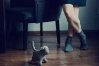 Британська курка, яка рахує до 8, 10 20, новини (курка) Британська курка, яка рахує до 8, 10 20, новини