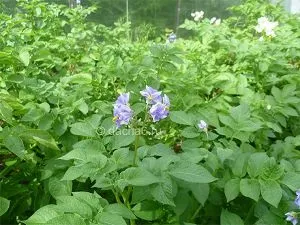 Хвороби картоплі фото та короткий опис (ризоктоніоз) Хвороби картоплі фото та короткий опис