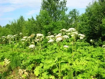 Борщівник отруйна рослина так! Але тільки борщівник Сосновського (отруйна) Борщівник отруйна рослина так! Але тільки борщівник Сосновського