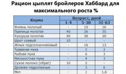 Бройлер Хаббард опис породи і фото, характеристика (бройлер) Бройлер Хаббард опис породи і фото, характеристика