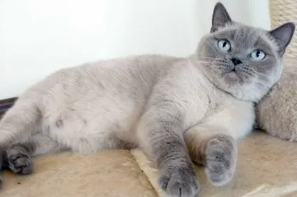 Британська короткошерста кішка фото, опис породи (кішка) Британська короткошерста кішка фото, опис породи