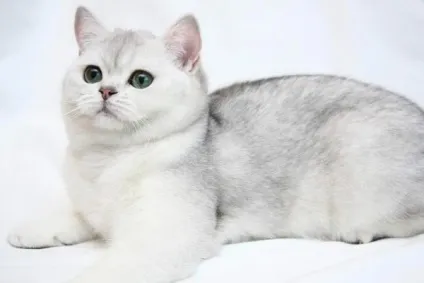 Британська короткошерста кішка фото, опис породи (фото) Британська короткошерста кішка фото, опис породи