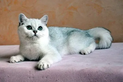 Британська короткошерста кішка фото, опис породи (кішка) Британська короткошерста кішка фото, опис породи